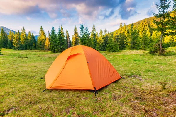 Oranje Tentenkamp Groen Dennenbos Met Camping — Stockfoto