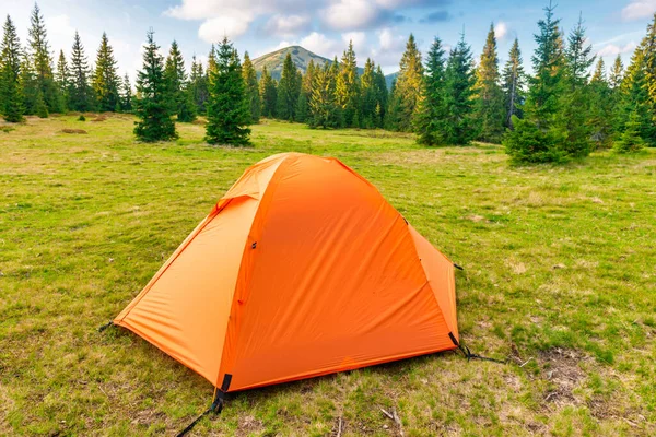Orange Tent Camp Green Pine Forest Camping — Stock Photo, Image