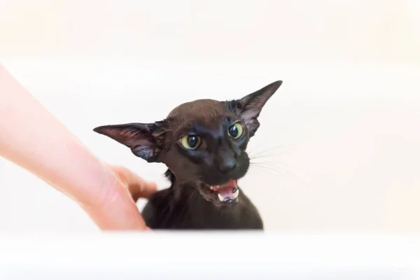 Negro Divertido Gato Mano Mascota Propietario Aislado Blanco —  Fotos de Stock