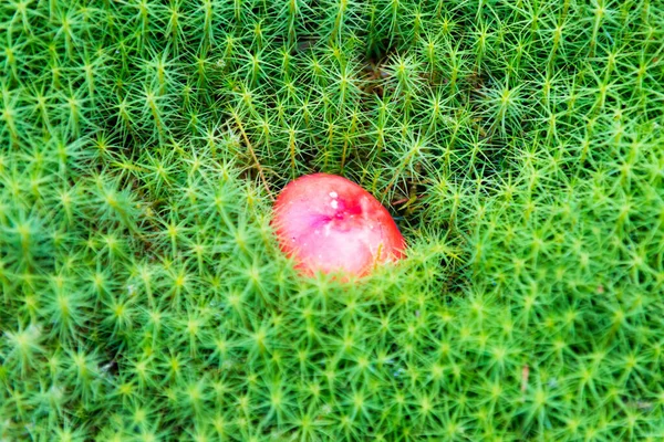 緑の苔の赤いキノコ 自然キノコの背景 — ストック写真