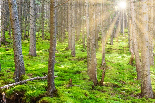 緑の太陽の木と緑の松林の風景 — ストック写真