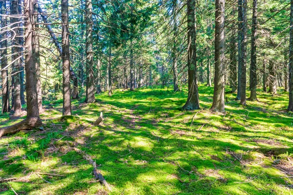 Paisagem Pinhal Verde Com Árvores Sol Verdes — Fotografia de Stock