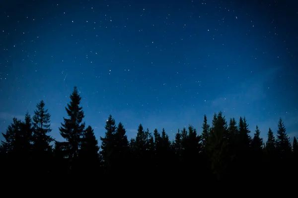 Bosque Nocturno Con Pinos Cielo Oscuro Nocturno Muchas Estrellas Bosque — Foto de Stock