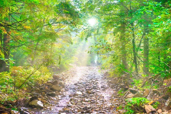 Path Green Rain Forest Sun Mist Green Leaves — Stock Photo, Image