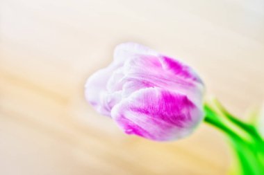 Yeşil yapraklı pembe beyaz lale çiçeği