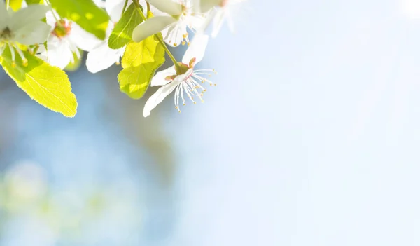 White Spring Flowers Blossom Cherry Tree — Stock Photo, Image