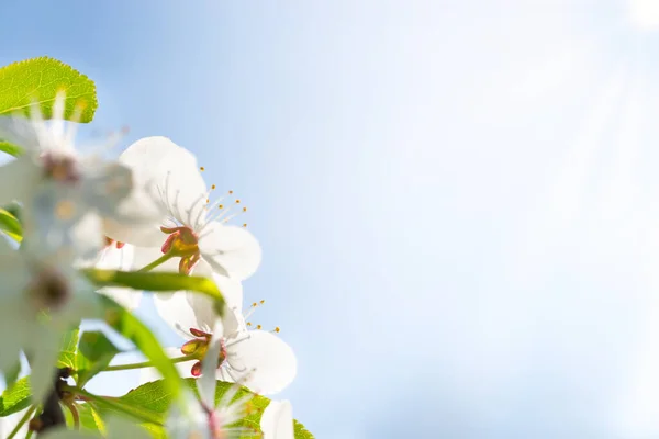 Witte Lentebloemen Bloesem Kersenboom — Stockfoto