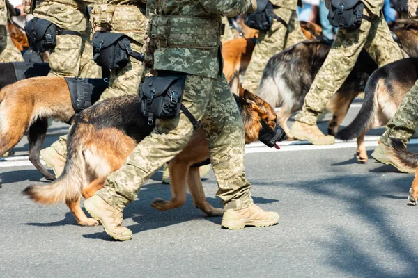 Маршируючі Прикордонні Охоронці Німецькими Вівчарськими Собаками Вулиці — стокове фото