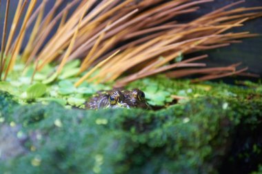 Bataklıkta oturan yeşil ağaç kurbağası (Litoria caerulea)