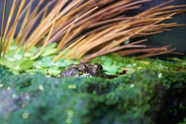 Green Tree Frog Litoria Caerulea Sitting Swamp — Stock Photo, Image