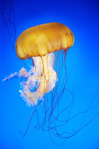 Medusa Laranja Chrysaora Fuscescens Urtiga Mar Pacífico Água Azul Oceano — Fotografia de Stock