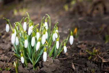 Snowdrops white spring flowers, first flowers at spring