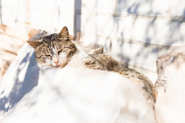 白い袋に寝そべっている家の外猫 — ストック写真