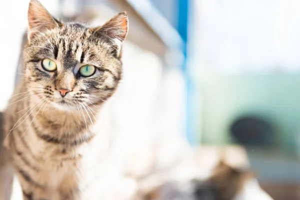 Domestic Cat House Lying White Sack — Foto de Stock