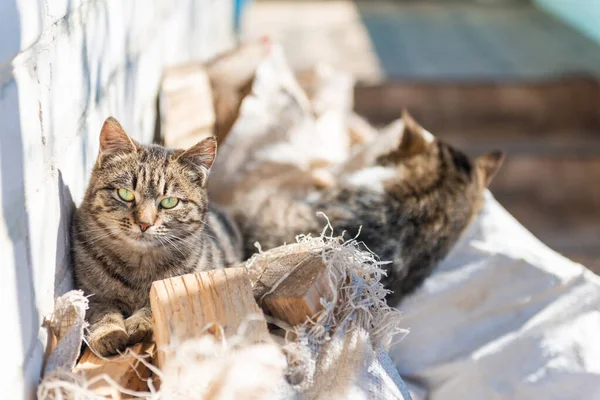 Domestic Cats House Lying White Sack Wooden Logs — Stok fotoğraf