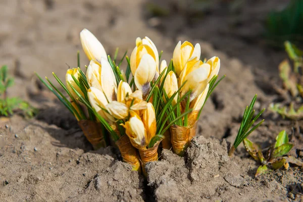 Крокус Подснежники Весенние Цветы Первые Садовые Цветы Весной — стоковое фото