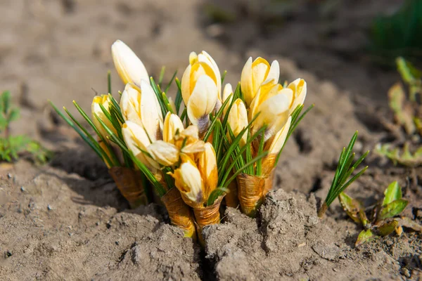 Krokus Och Snödroppar Vårblommor Första Trädgårdsblommor Våren — Stockfoto