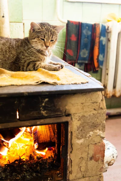 Cat Sleeping Stove Fireplace Home Room — ストック写真