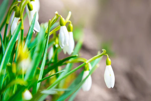 Снежные Капли Белые Весенние Цветы Первые Цветы Весной — стоковое фото