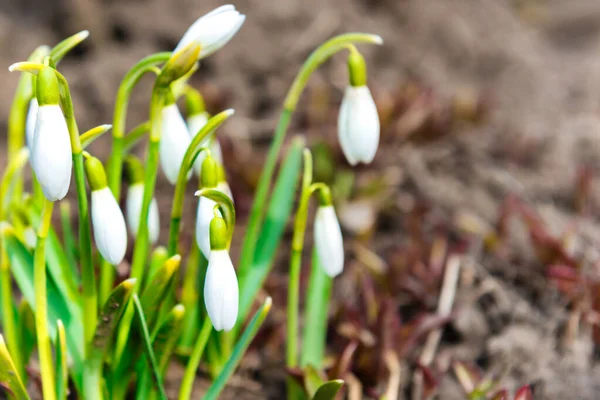 Snowdrops White Spring Flowers First Flowers Spring — стоковое фото