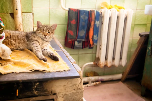 Cat Sleeping Stove Fireplace Home Room — Stock Photo, Image