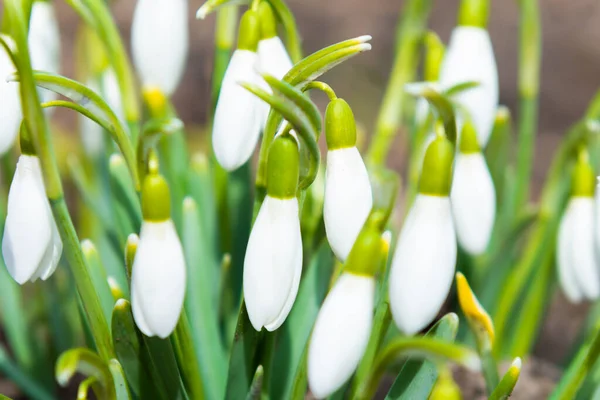 Snowdrops White Spring Flowers First Flowers Spring — Stok fotoğraf