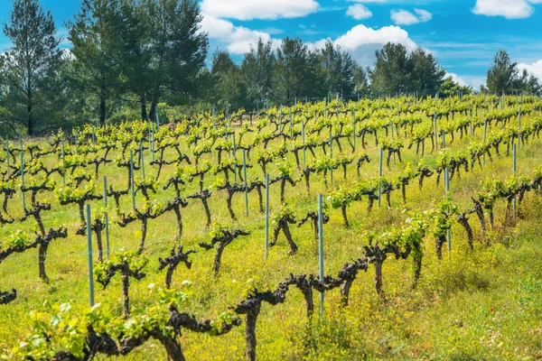 Field Green Grapes European Vineyard — Zdjęcie stockowe