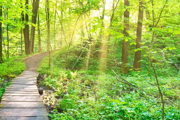 Wooden Bridge Green Forest Trees Sun — Zdjęcie stockowe