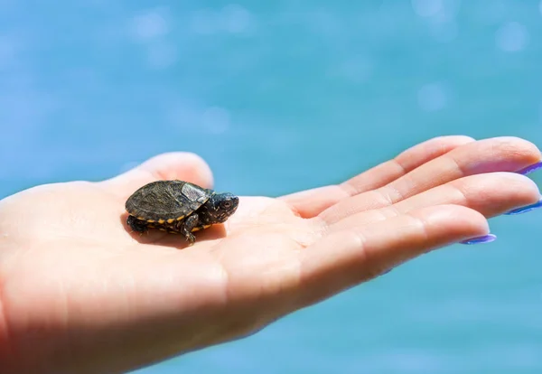 Petite Tortue Mer Rampant Sur Main Femme Avec Eau Bleue — Photo