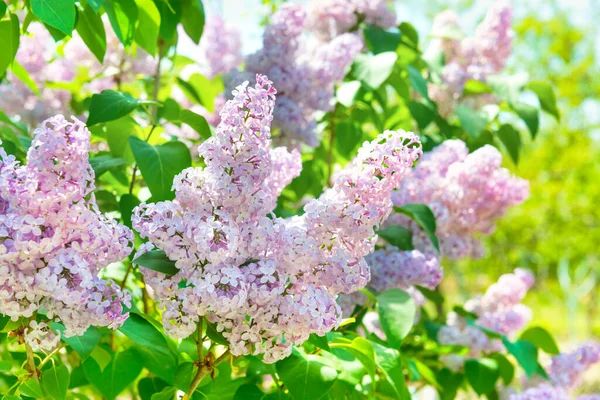 Branch Lilac Flowers Bush Green Leaves — стоковое фото