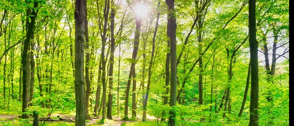 Πράσινο Πανόραμα Δάσος Πράσινα Ηλιόλουστα Δέντρα — Φωτογραφία Αρχείου