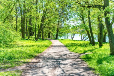 Yeşil yay ağaçları ve ağaçların arasındaki patika