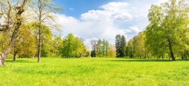 Yeşil ağaçlı yeşil park ormanı ve yeşil çayırlarda yeşil çimenler