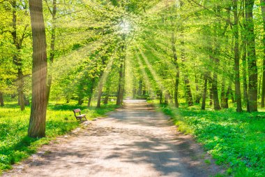 Yeşil bahar ağaçları ve park yolu olan yeşil orman