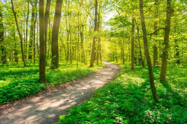Yeşil bahar ağaçları ve park yolu olan yeşil orman