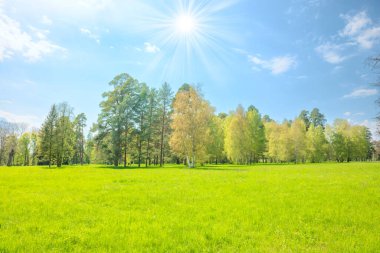 Yeşil ağaçlı yeşil park ormanı ve yeşil çayırlarda yeşil çimenler