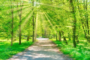 Yeşil, güneşli orman, yeşil bahar ağaçları ve park yolu