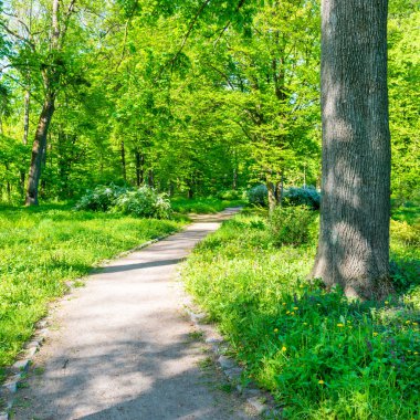 Yeşil ağaçlı park ve patika, yeşil sokak manzaralı
