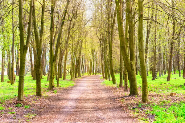 Zielony Park Zielonymi Wiosennymi Drzewami Trawą — Zdjęcie stockowe