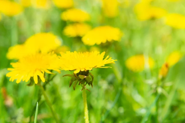 Dmuchawca Żółte Kwiaty Zielonym Polu Wiosna — Zdjęcie stockowe