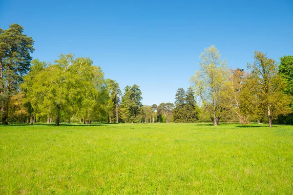 Zelené Stromy Lese Jarního Parku Zelenými Listy Zelenou Trávou Modrou — Stock fotografie