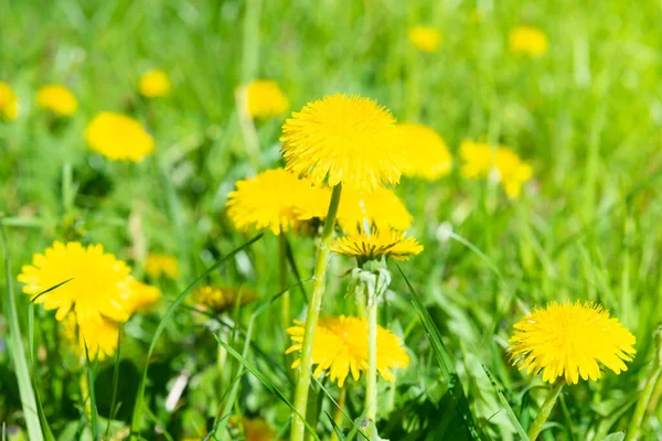 Pissenlit Fleurs Jaunes Sur Champ Printemps Vert — Photo