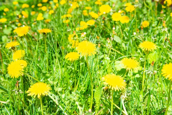 Maskros Gula Blommor Grön Fjäder Fält — Stockfoto