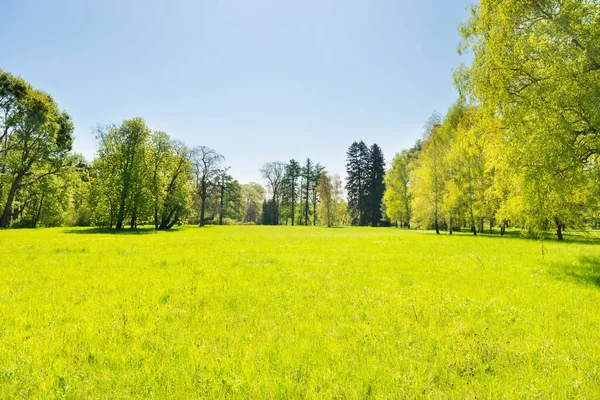 Arbres Verts Dans Forêt Parc Printemps Avec Des Feuilles Vertes — Photo