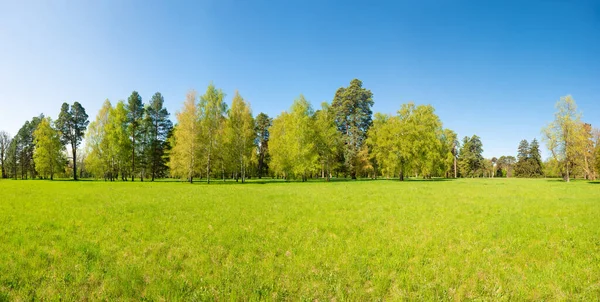 Grüne Bäume Frühlingswald Mit Grünen Blättern Grünem Gras Und Blauem — Stockfoto