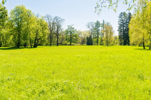 Grüne Bäume Frühlingswald Mit Grünen Blättern Grünem Gras Und Blauem — Stockfoto