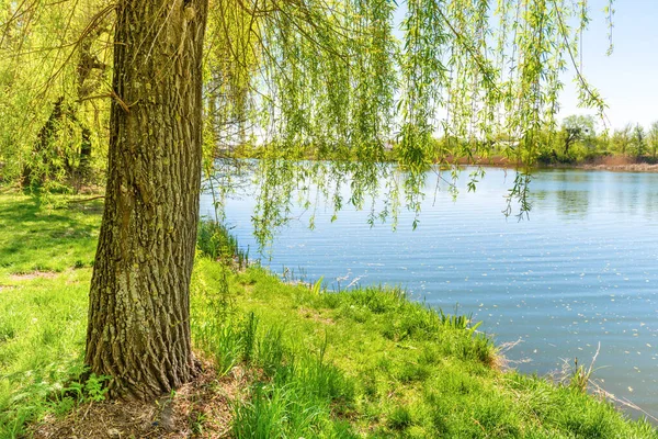 Большой Ствол Дерева Реки Голубой Водой Речной Пейзаж — стоковое фото