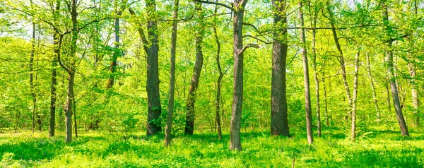 Зелена Сонячна Лісова Панорама Зеленим Весняним Листям — стокове фото