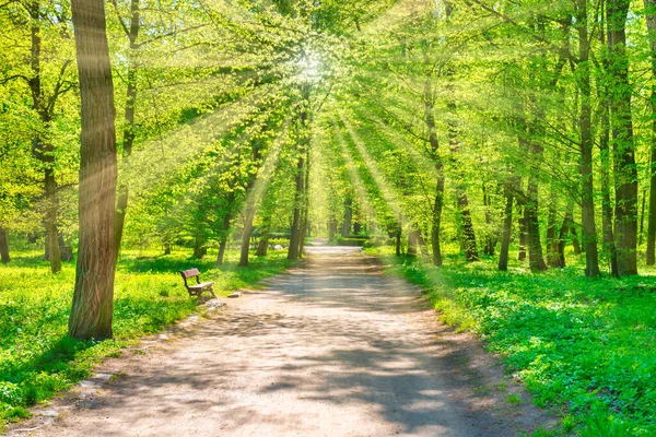Zöld Erdő Zöld Tavaszi Fákkal Park Ösvénnyel — Stock Fotó