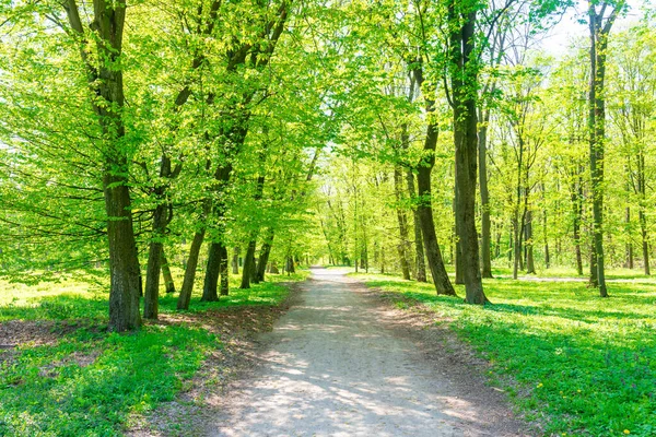 Grüner Wald Mit Grünen Frühlingsbäumen Und Parkweg — Stockfoto